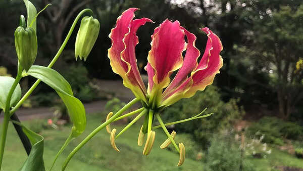 Flame Lily