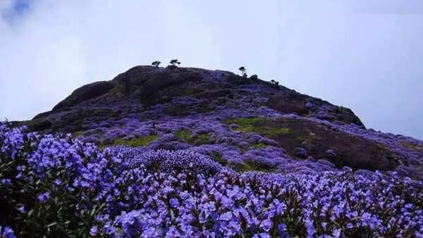 Neelakurinji