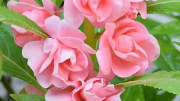 Pink Balsam