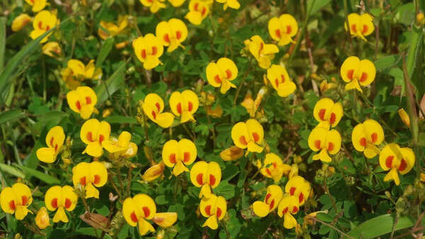 Smithia hirsuta